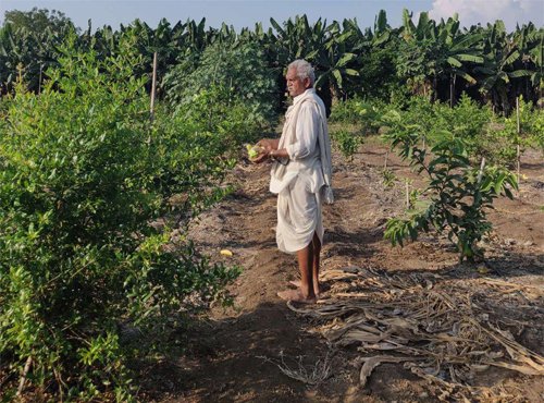 Can Zero Budget Natural Farming Save Input Costs and Fertilizer Subsidies? Evidence from Andhra Pradesh