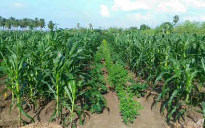 Assessing the Impact of APCNF Third Interim Report of Rabi 2021-22