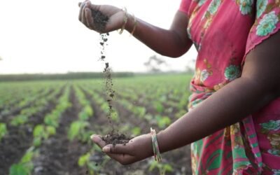 A Critical Analysis of Natural Farming Systems: Comparative Performance and Sustainability Implications